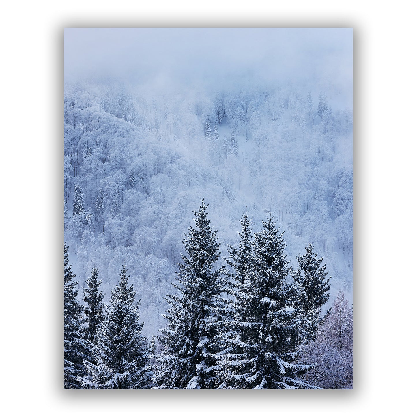 Blue Winter