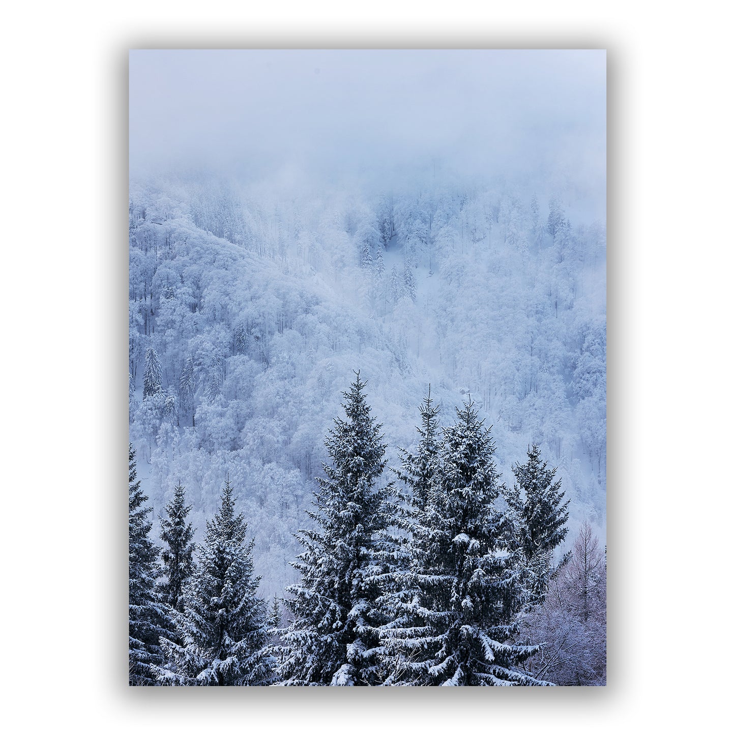 Blue Winter
