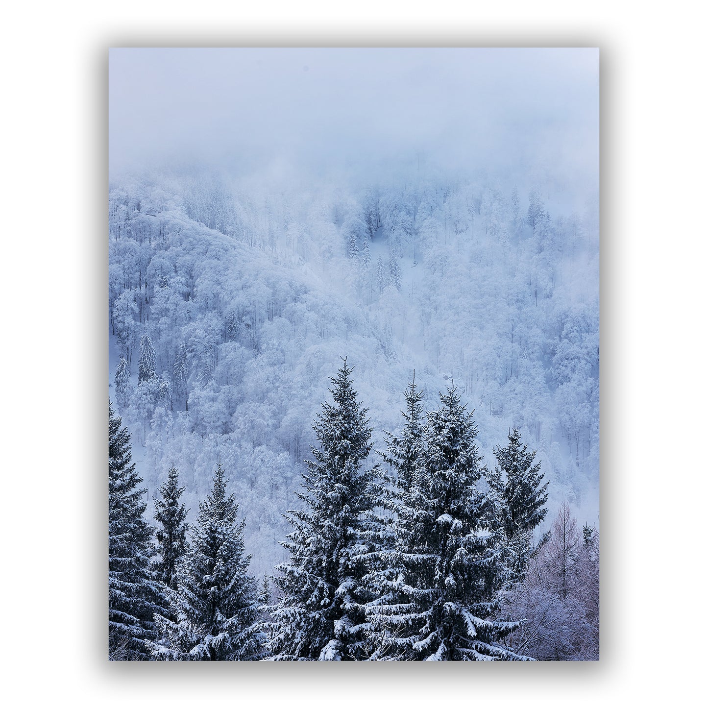 Blue Winter