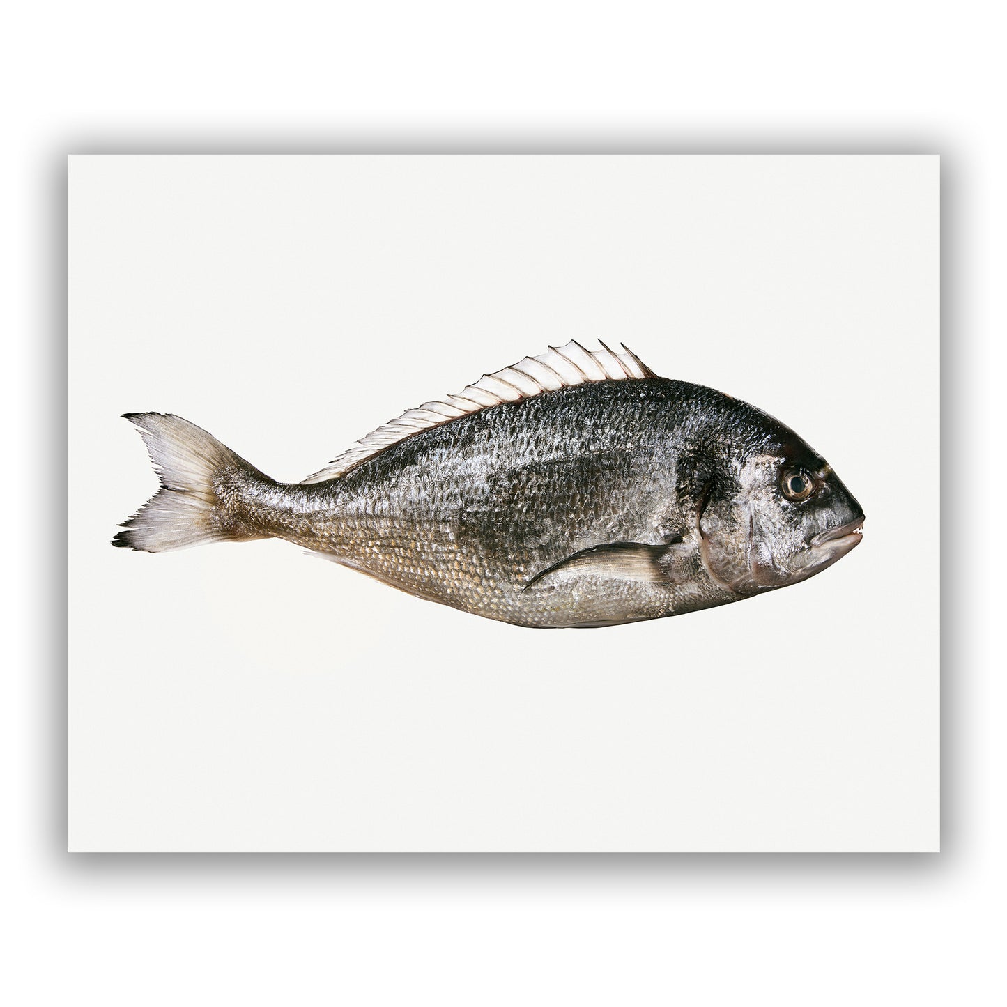 Gerald