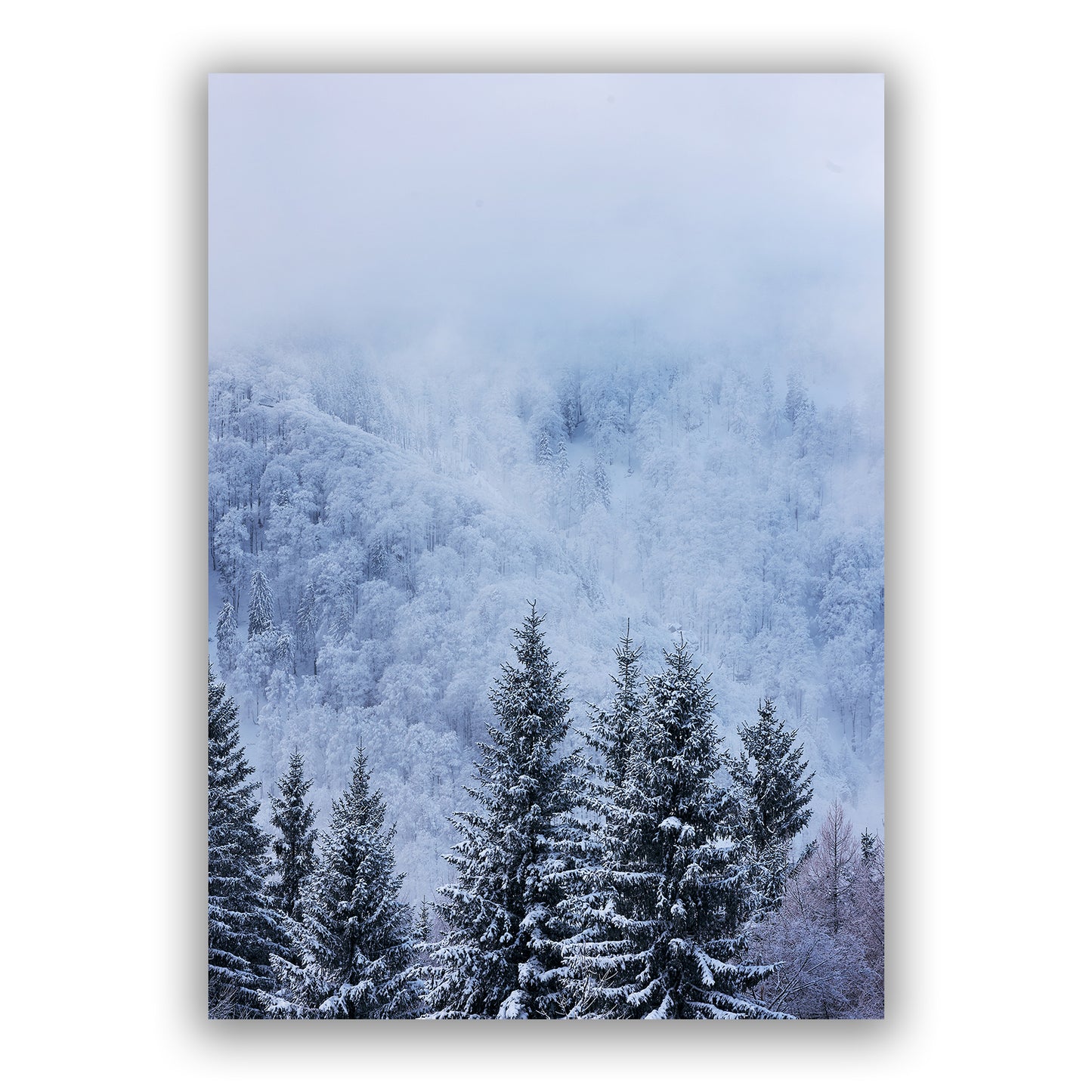 Blue Winter