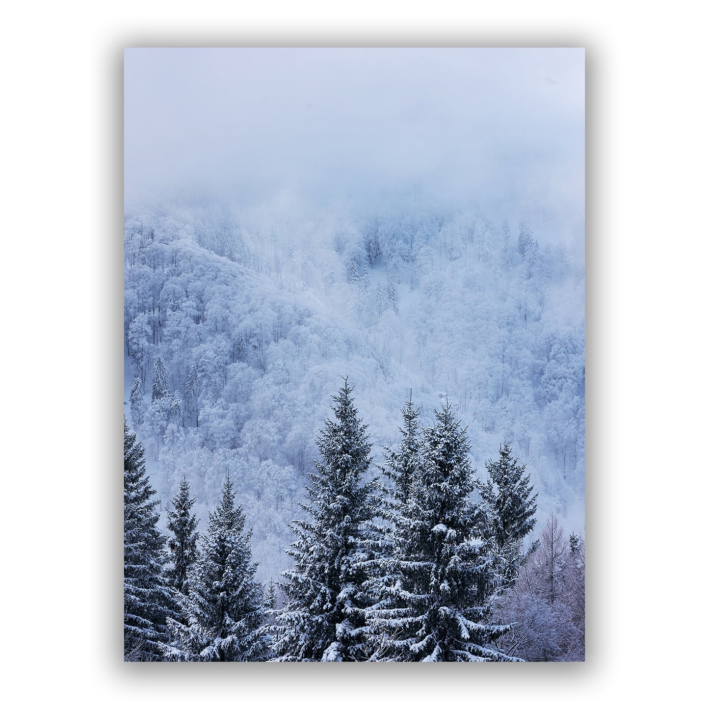 Blue Winter