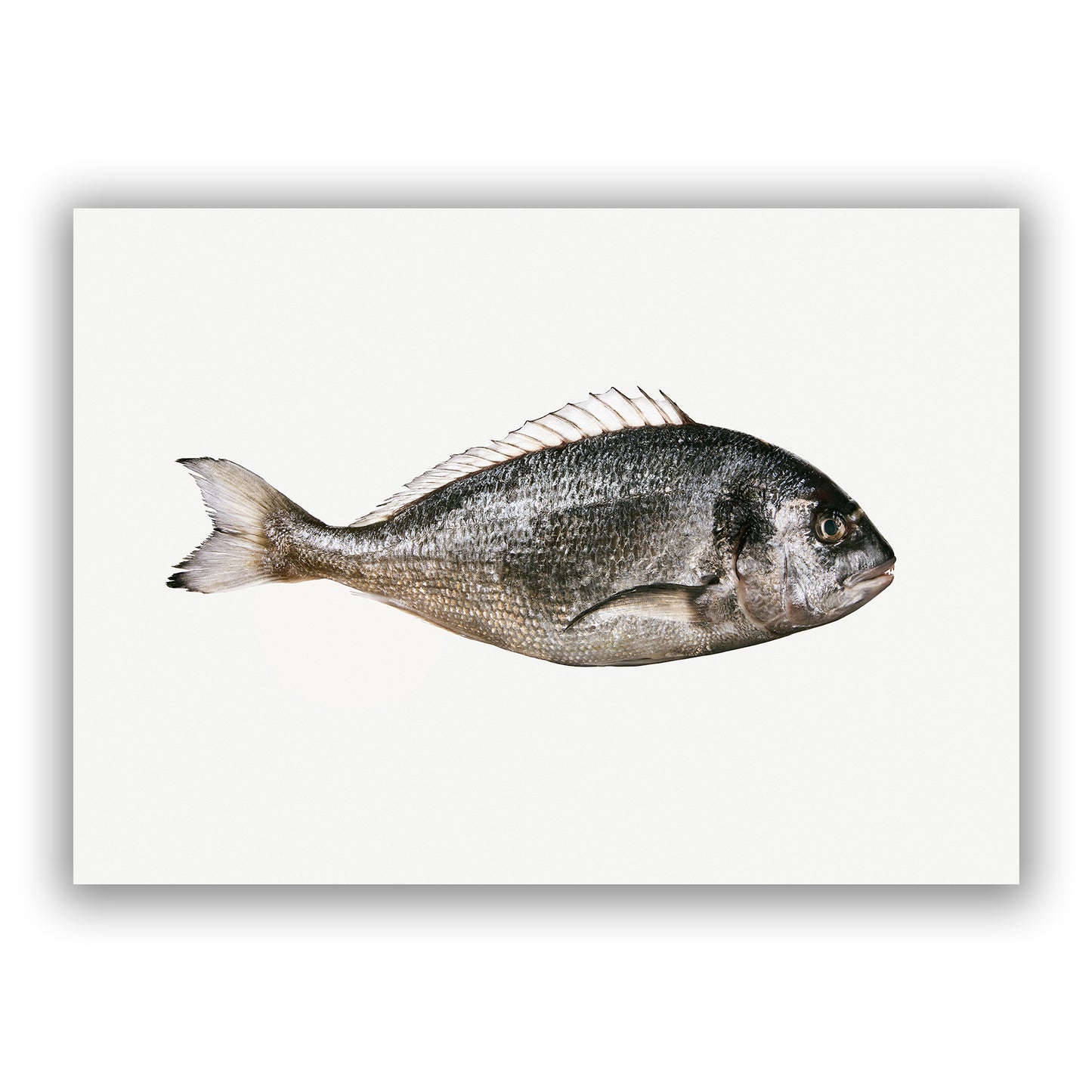 Gerald