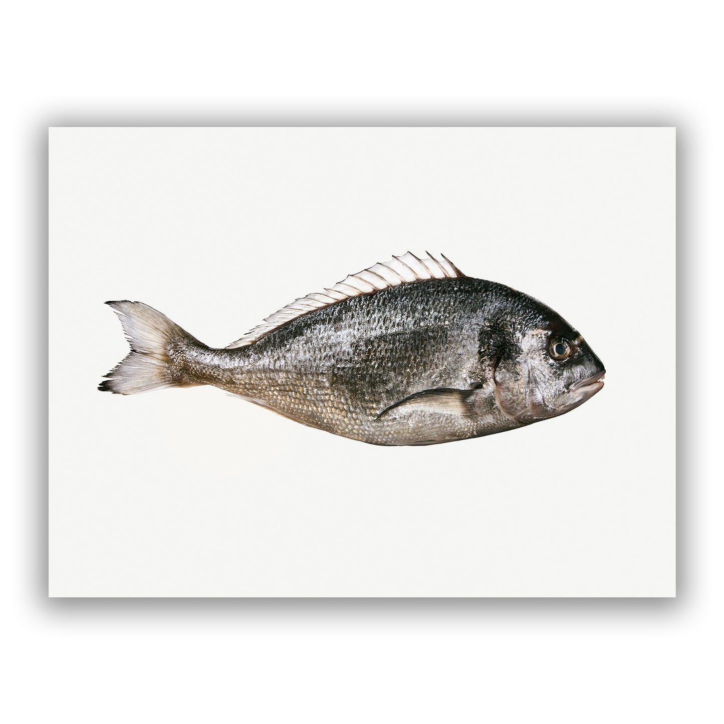 Gerald